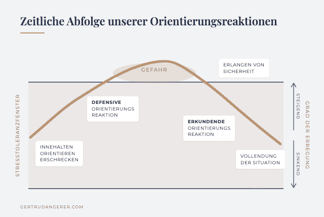Die zwei Arten der Orientierungsreaktion finden zu unterschiedlichen Zeitpunkten und in unterschiedlichen inneren Zuständen statt.